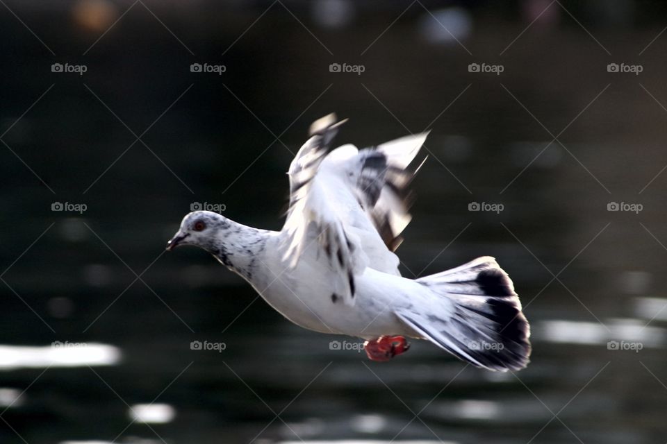 white pigeon fly