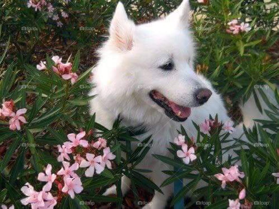 happy cuty dog loves flowers
