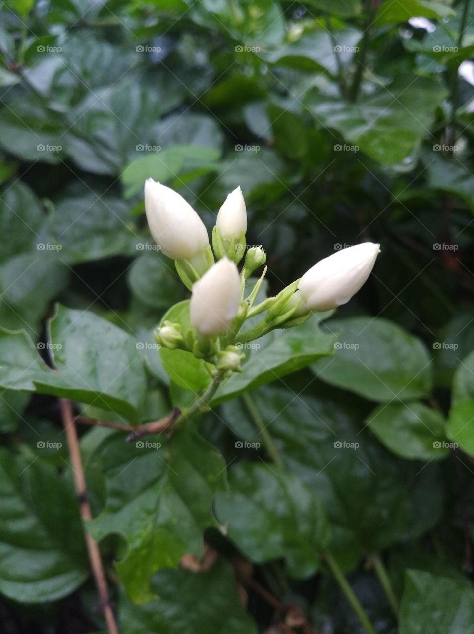 white flower buds small size looks very beautiful generally found everywhere seasonal