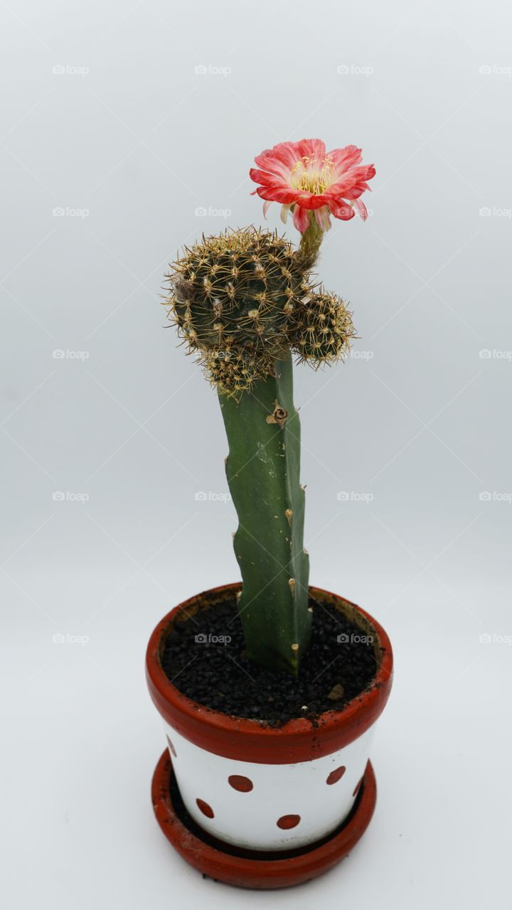 cactus flower blooming lobivia