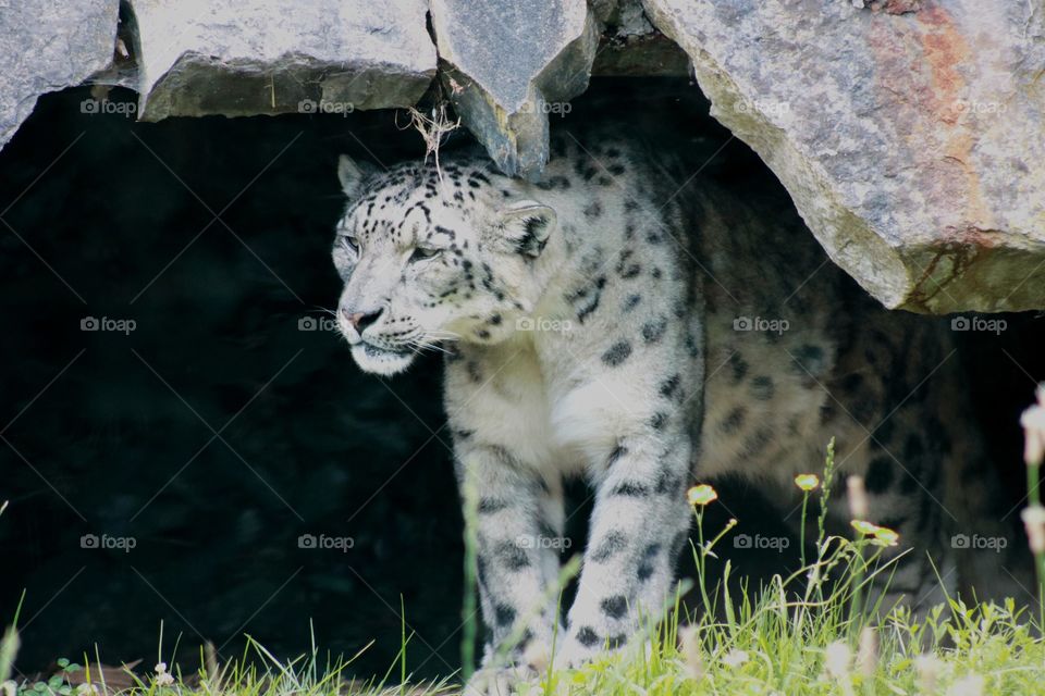 Animal, snow leopard, cat, predator,