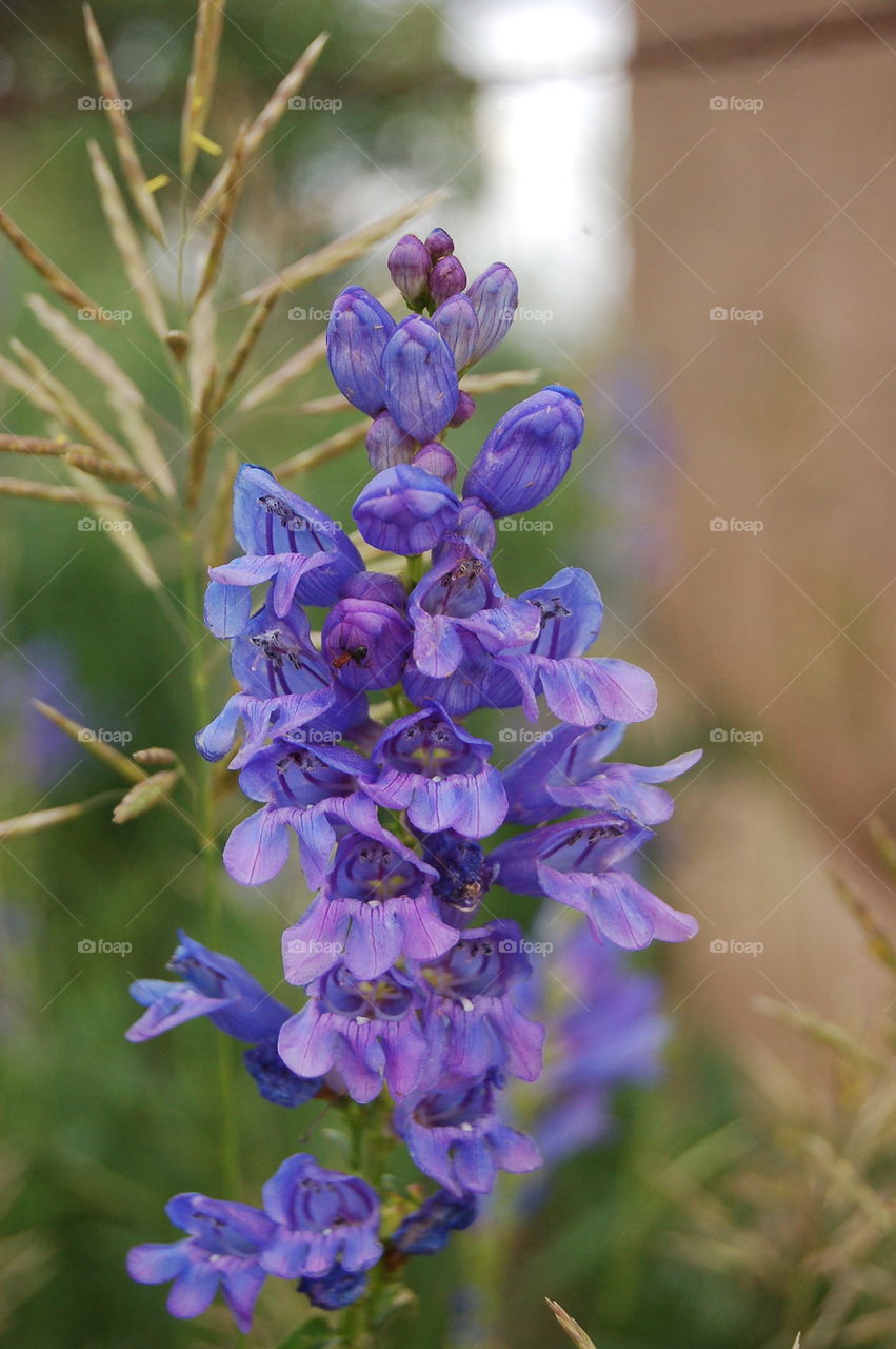 Lupine in bloom