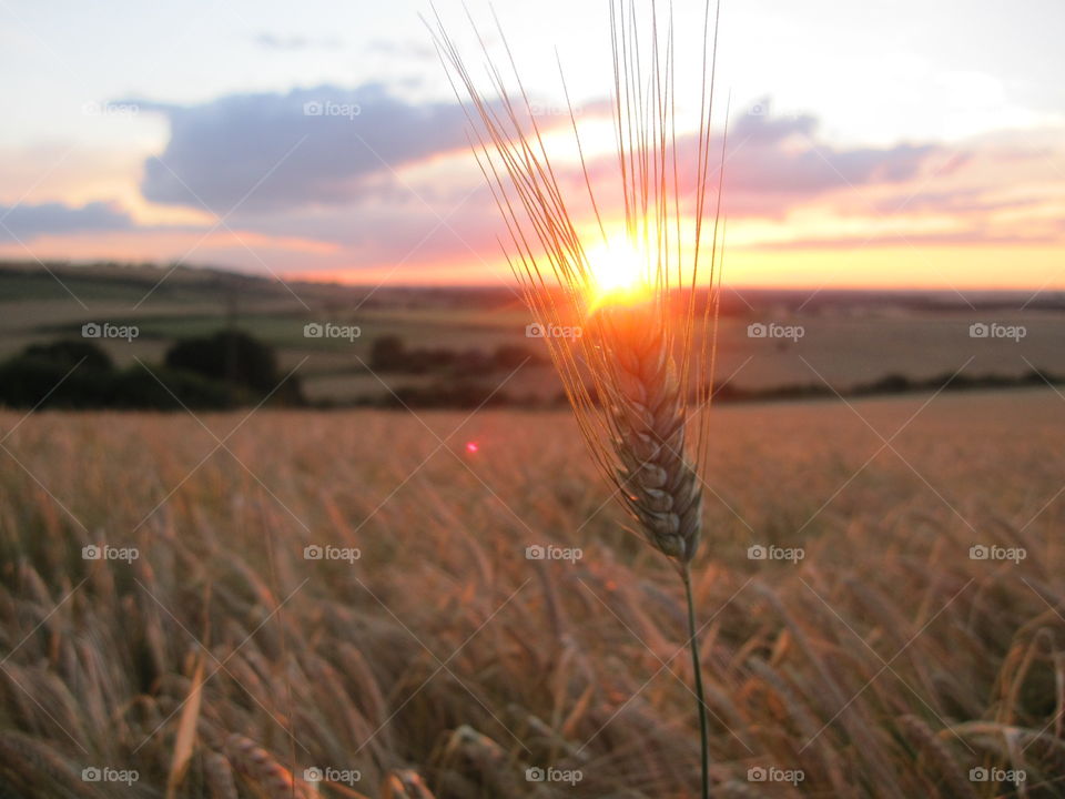 Sunlit Wheat