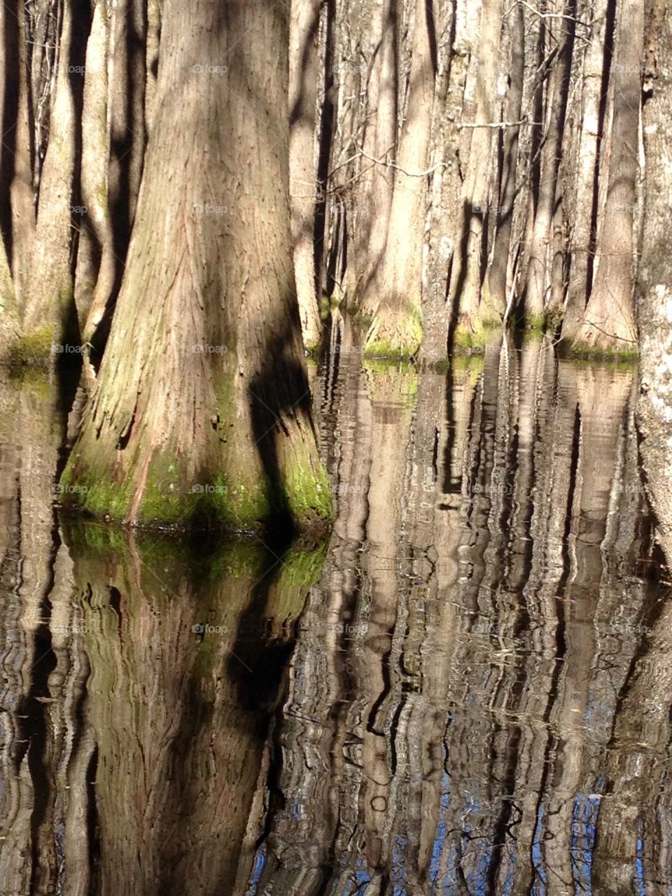 Cypress up close 