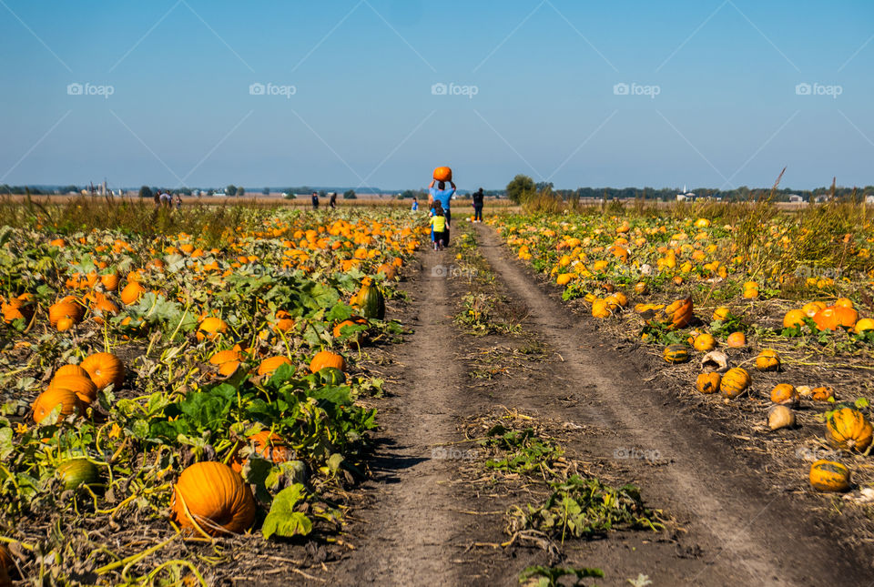 at the farm