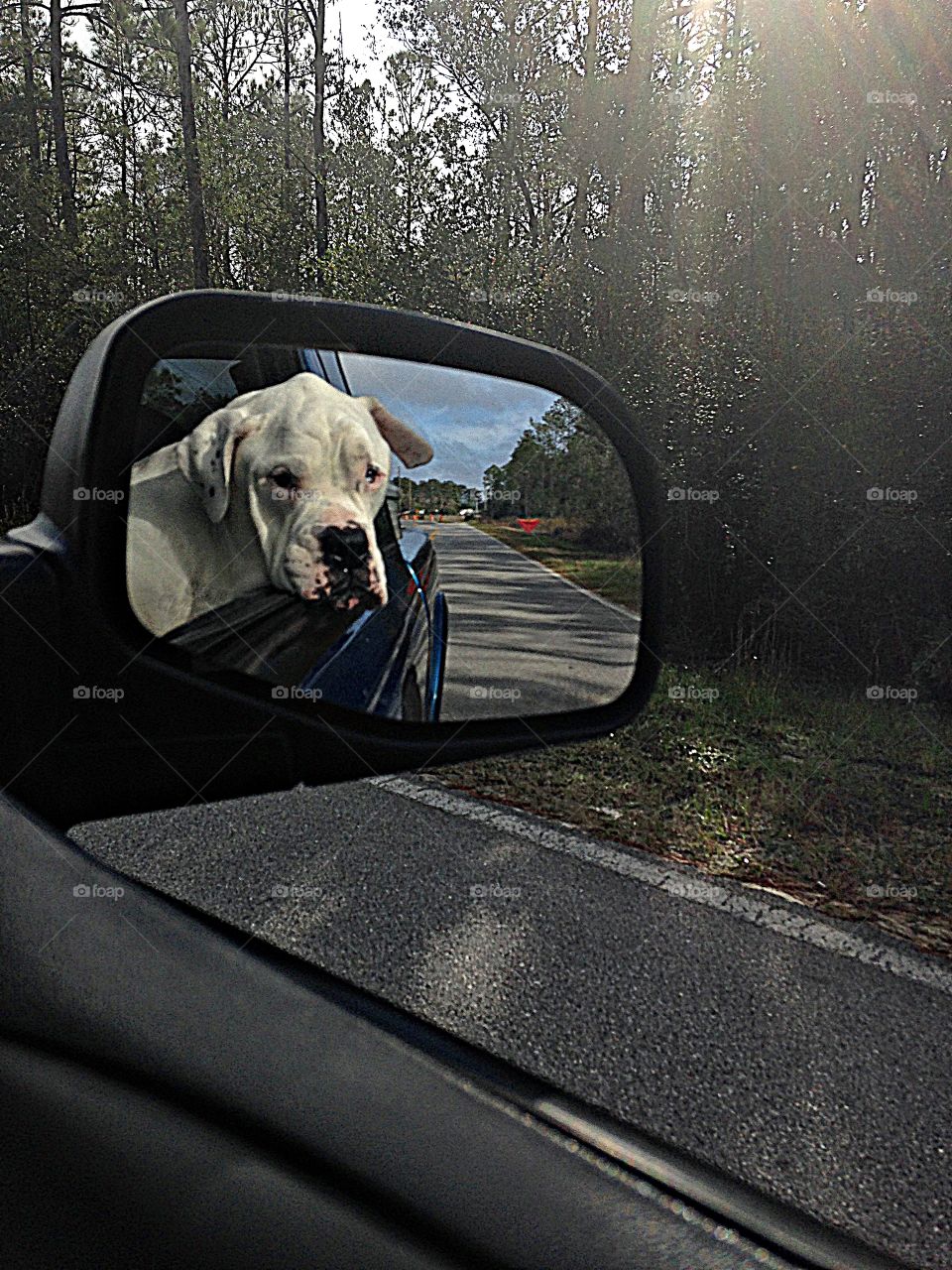 

Dogs of the USA - Foap Missions - Dogs are the canine companions who have shared our lives for millennia. Passenger or driver? 