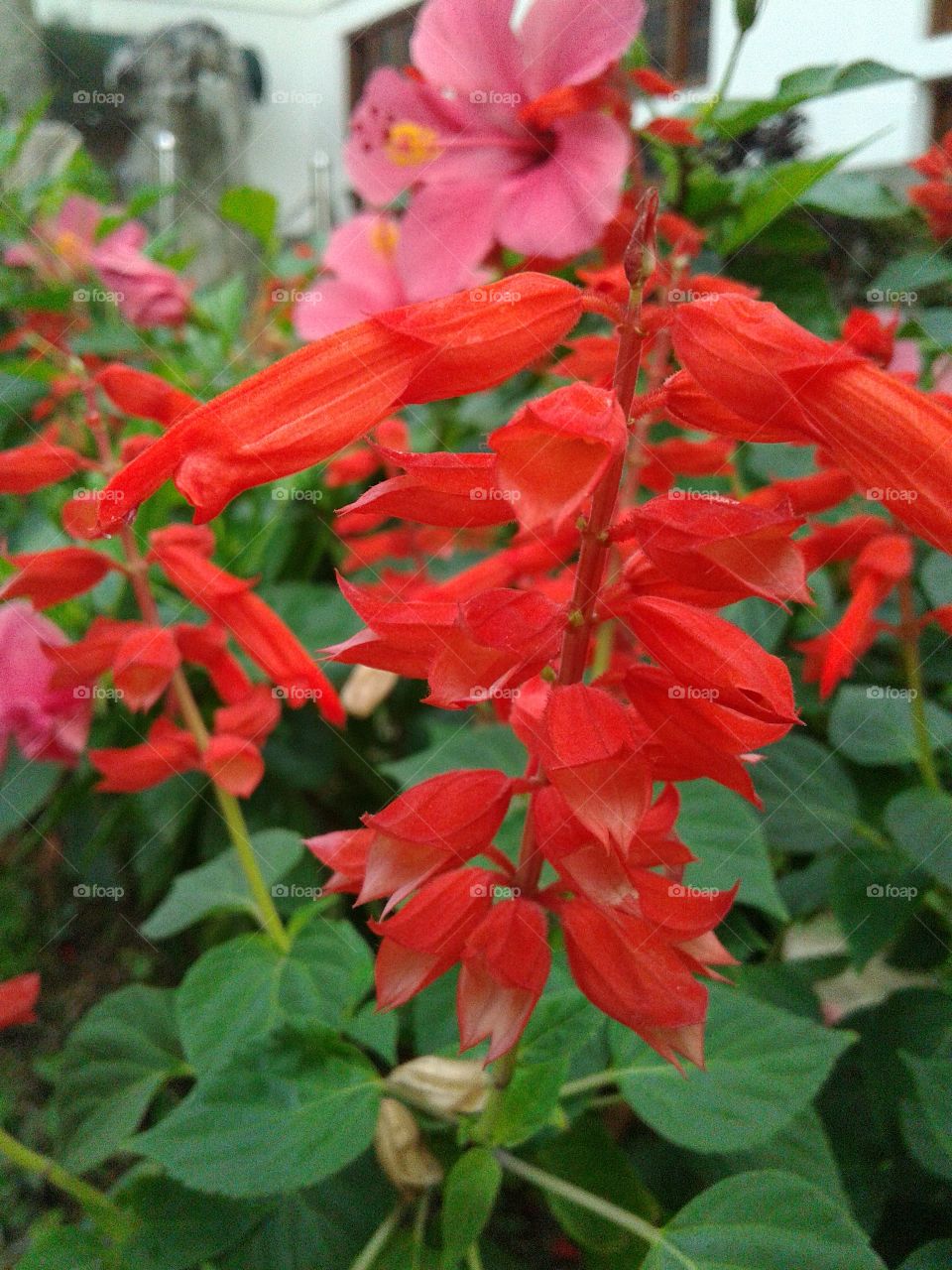 ref bell flower