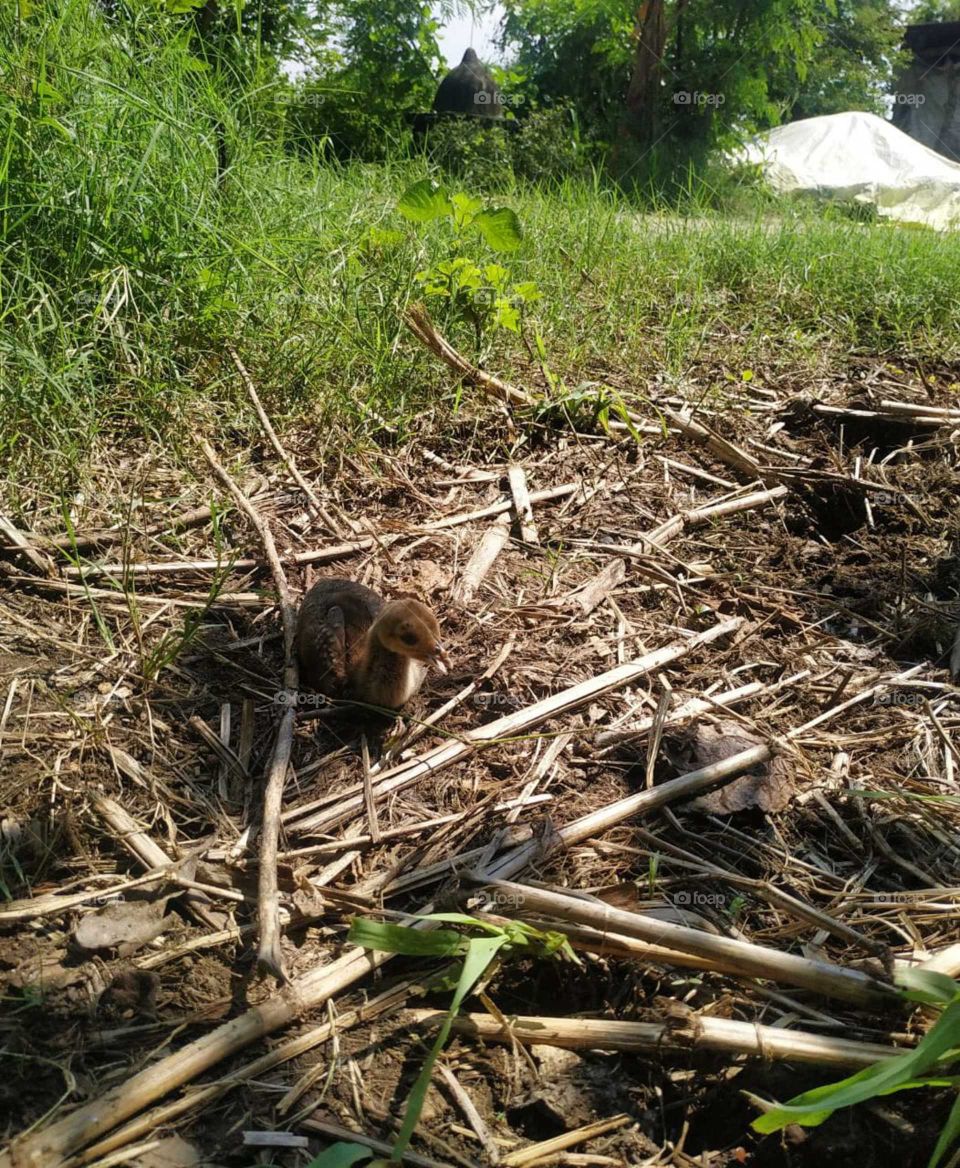 baby bird