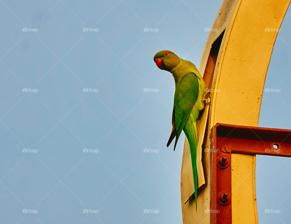 Bird photography - Indian parrot - nesting behaviour