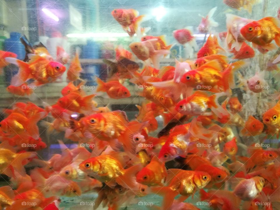 fishes