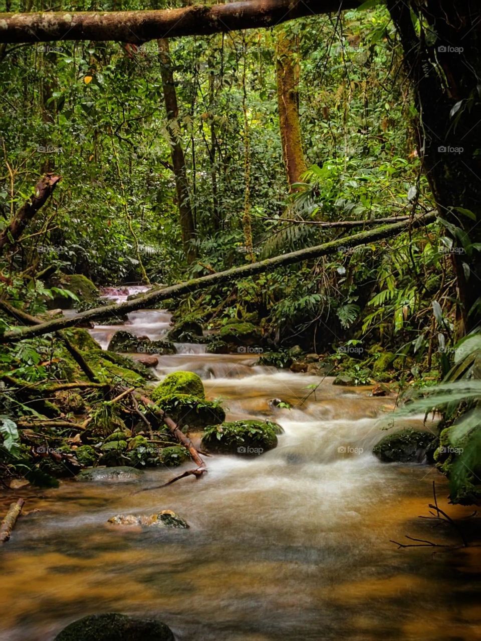 Stream in jungle