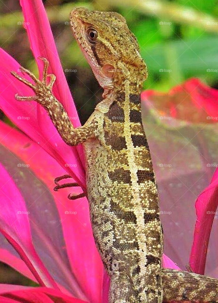 Lizard on red leaf