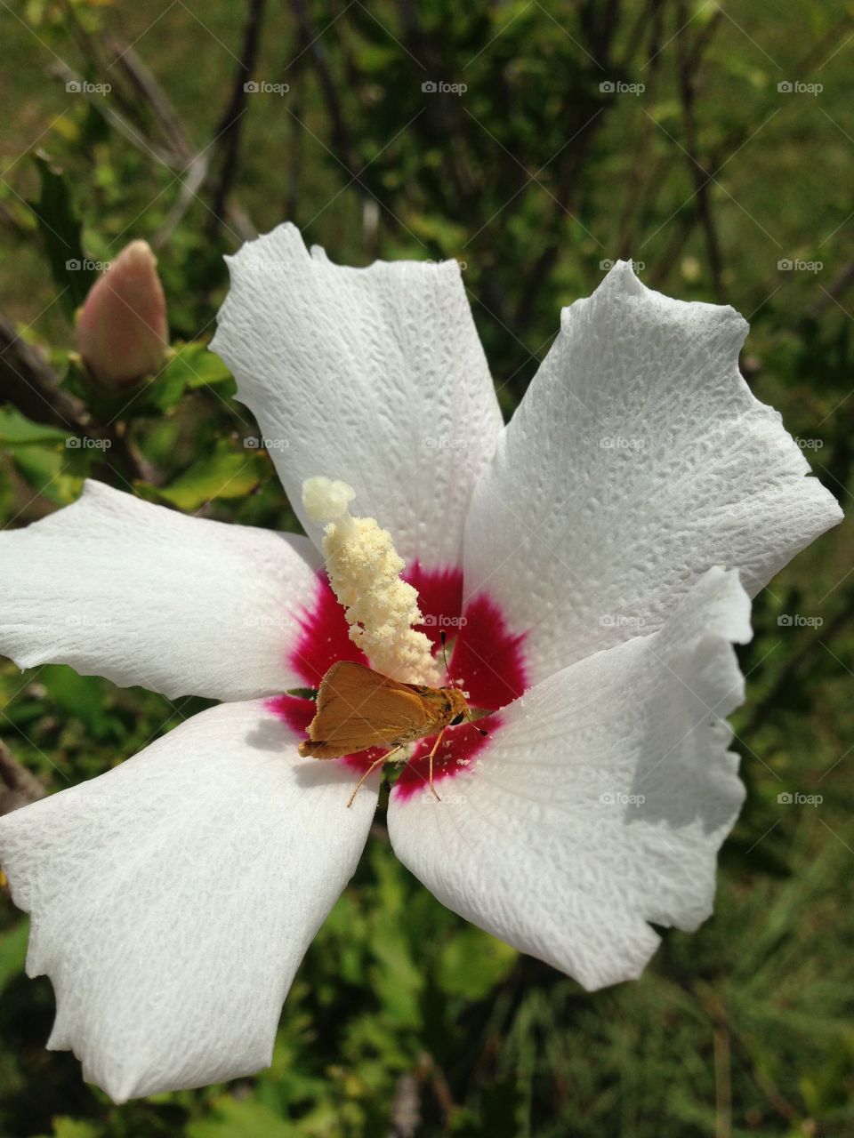 Butterfly & Hibiscus 