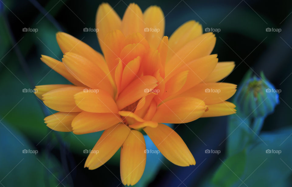 Close-up of orange flower