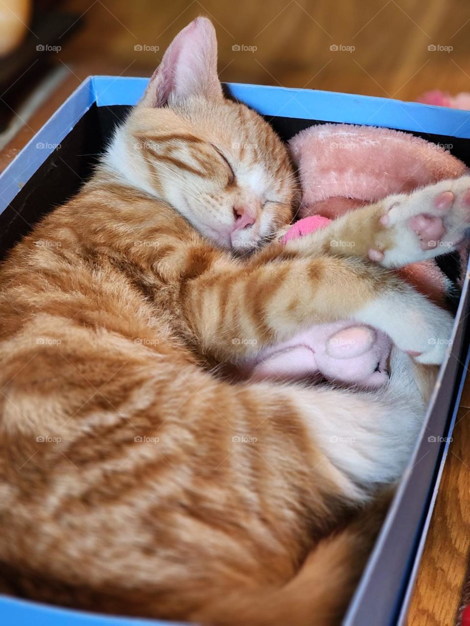 Sleeping orange and white tabby kitten in a cardboard box with toys.