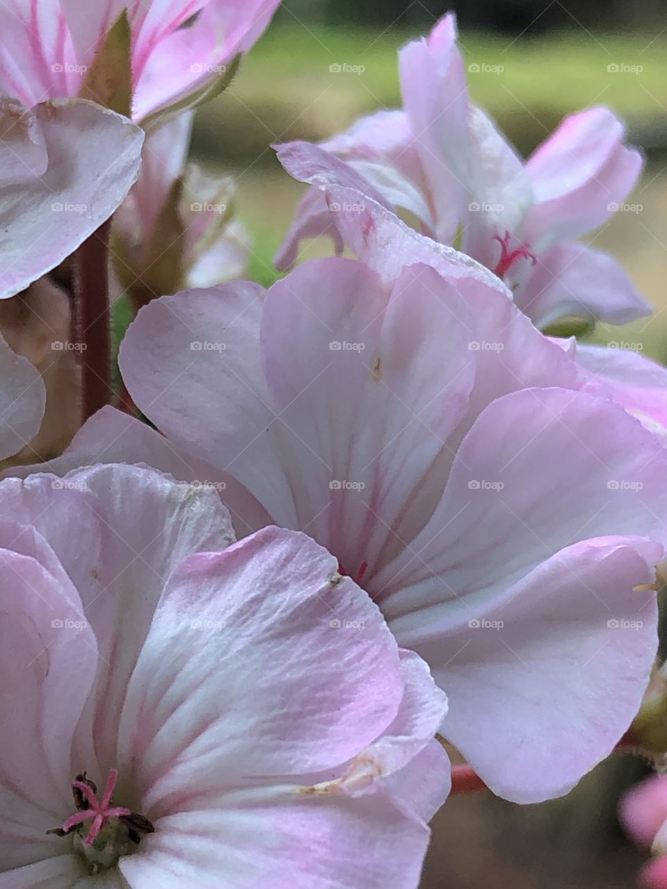 Flor rosa de perto