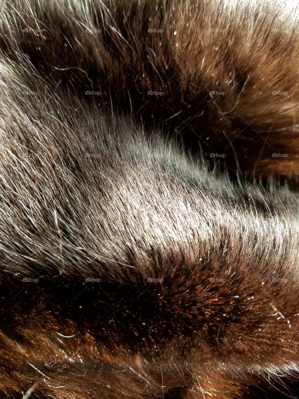 Fur, Mink, Hairy & Black in color