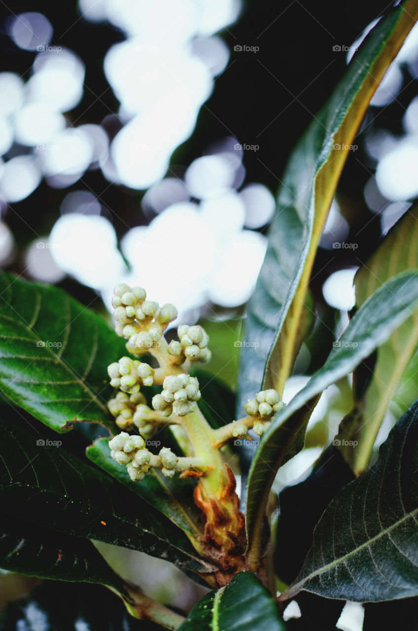 Background of the green branch with blooming flowers with beautiful bokeh close up.