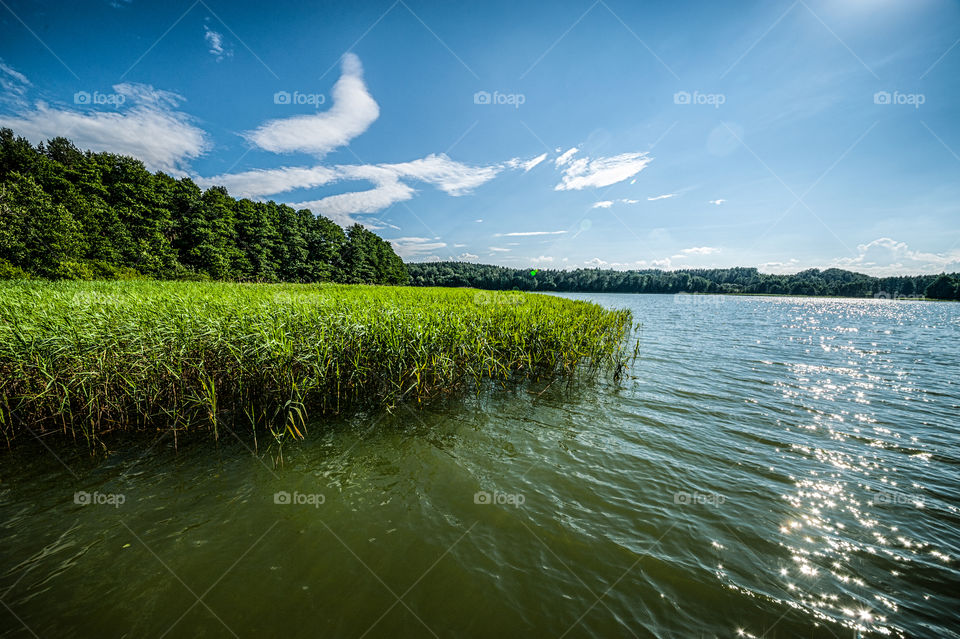 Green plant field in lake