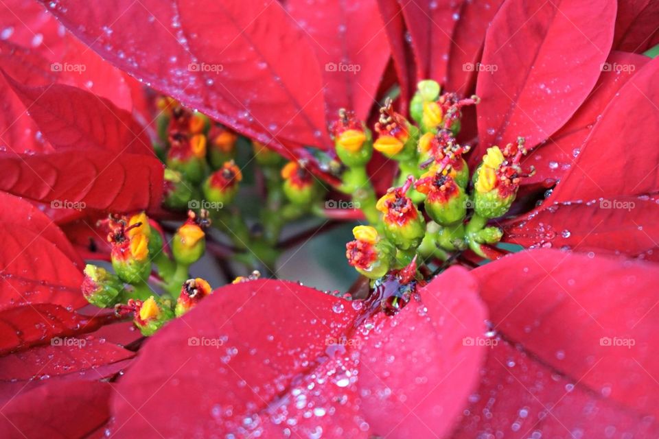 Poinsettia 