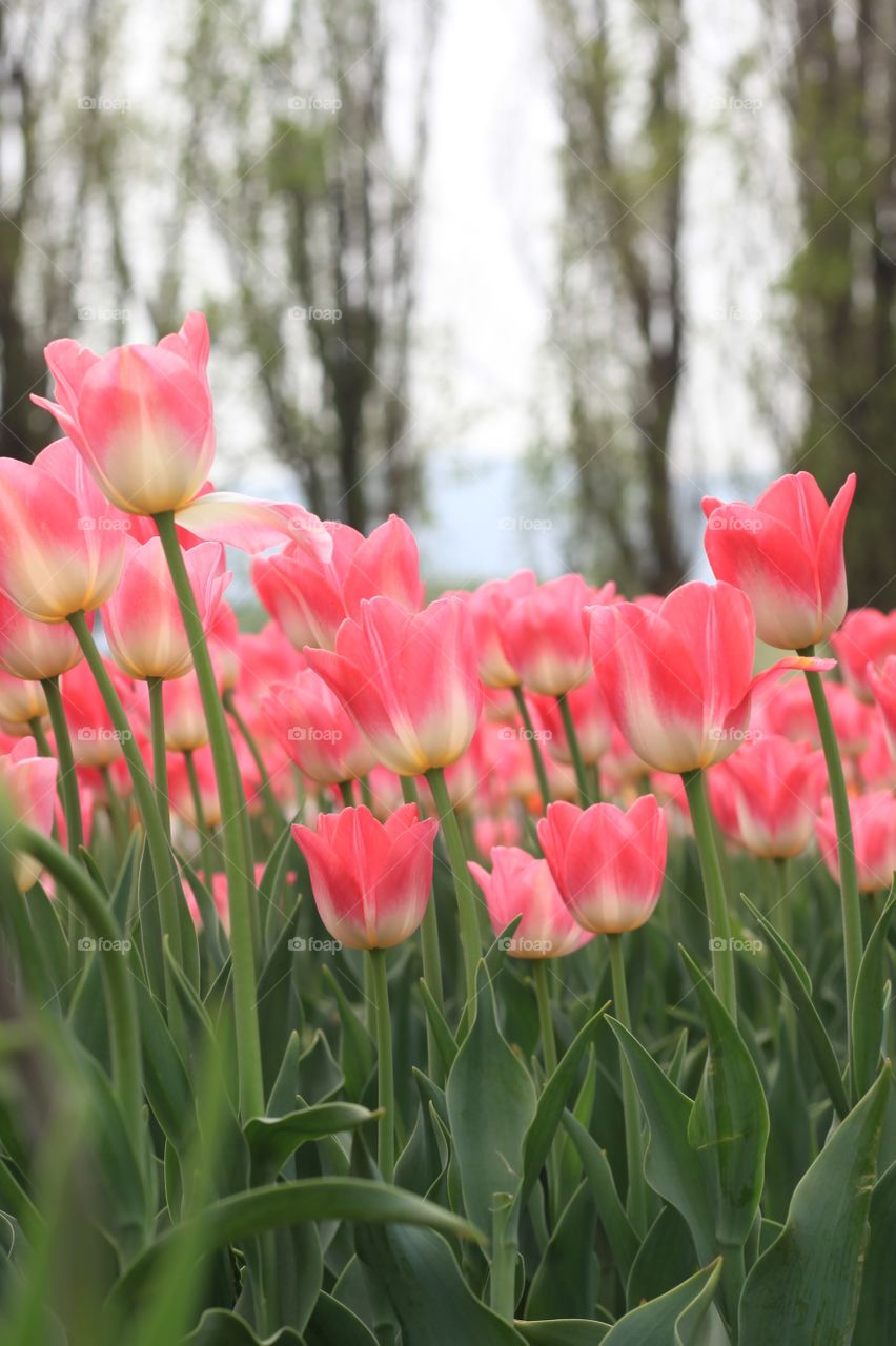 Beautiful tulips on the field