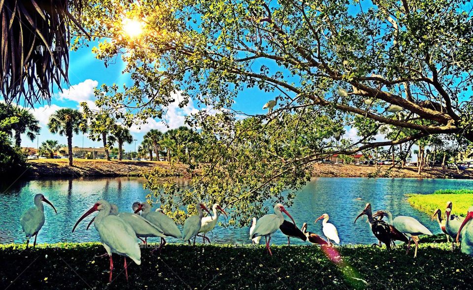 Lakeside ibis flock