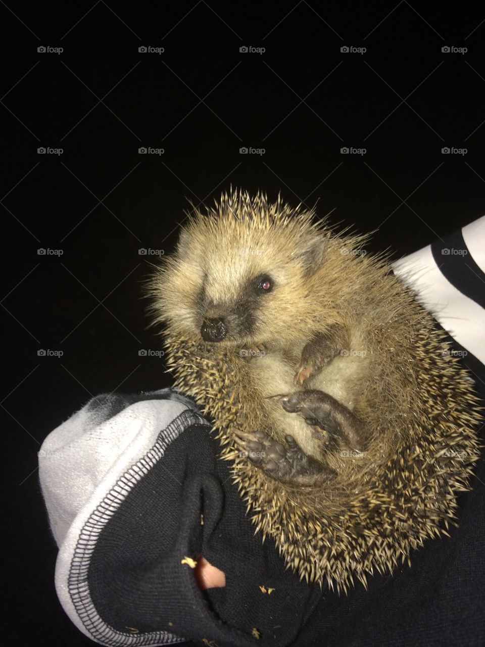 Hedgehog