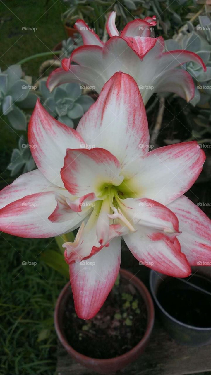 Amaryllis