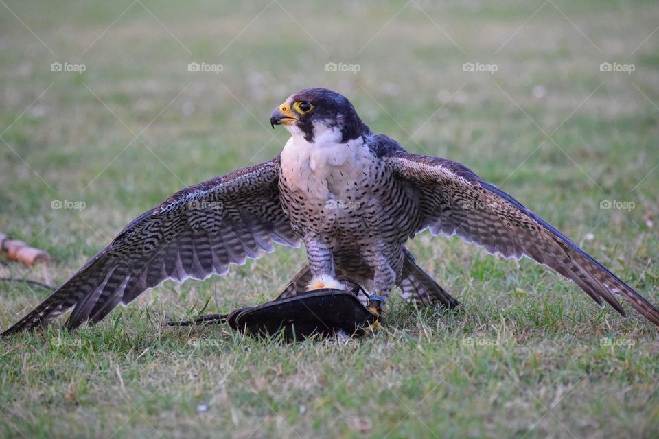 Peregrine Falcon on the lure
