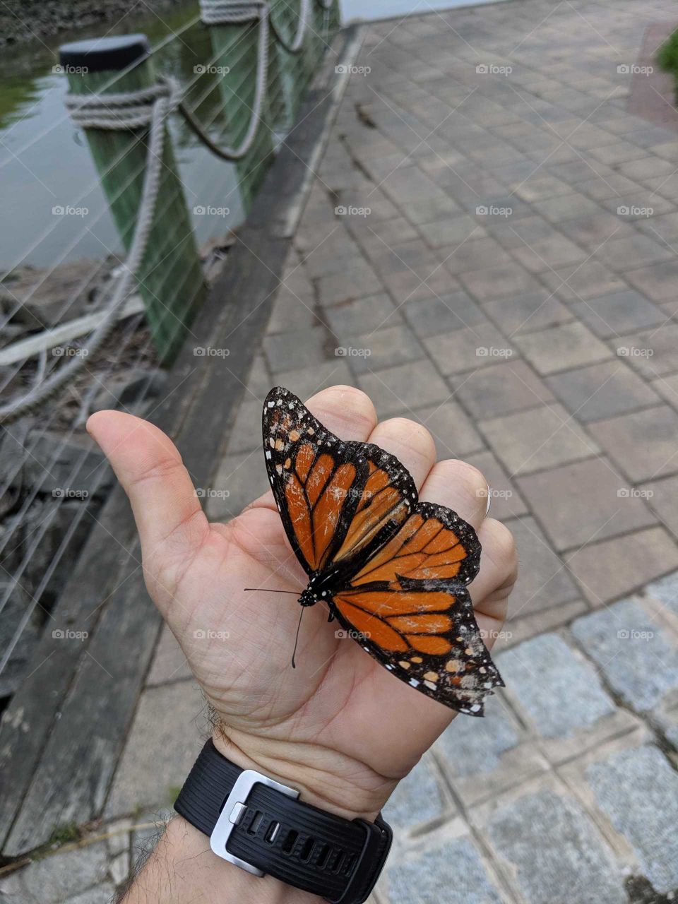 When a Monarch lands on you you take a picture