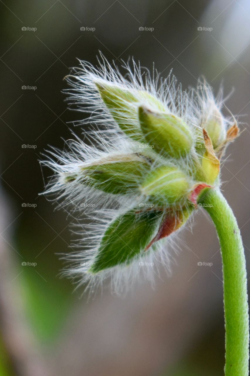 blossoms of geranium