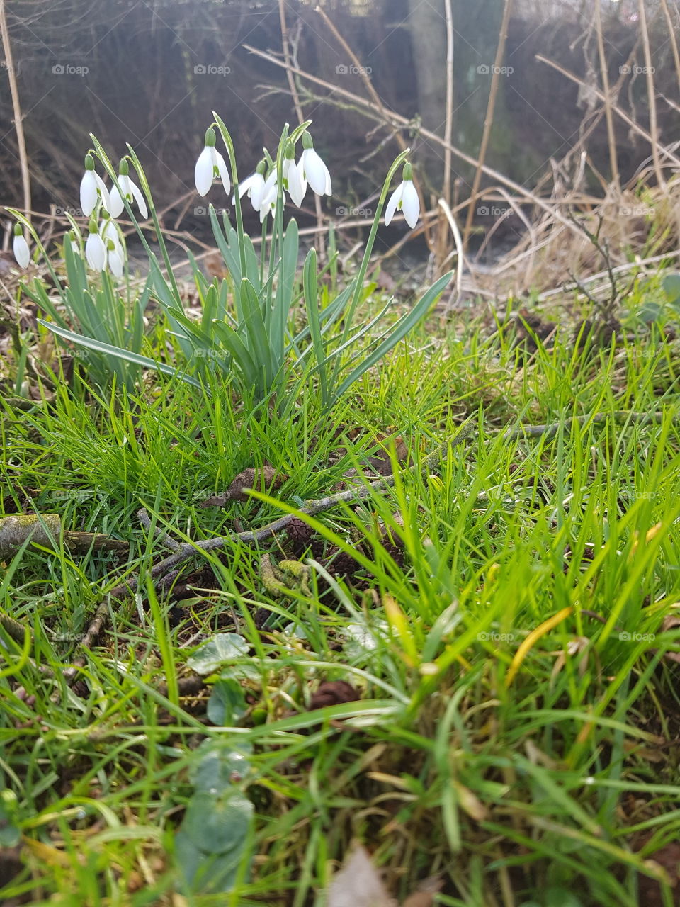 First sign of spring Bellflowers
