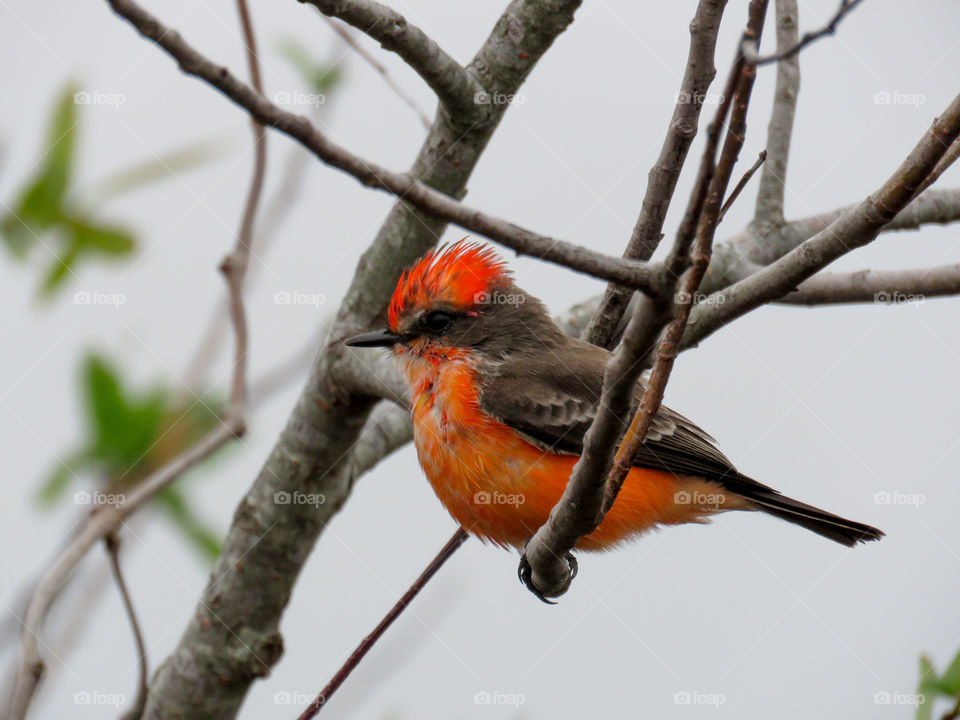 Flycatcher