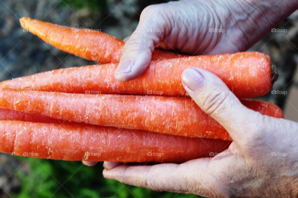 Overhead view of hand holding carrots