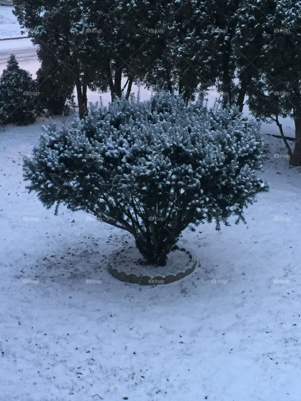 Snow covered shrub 