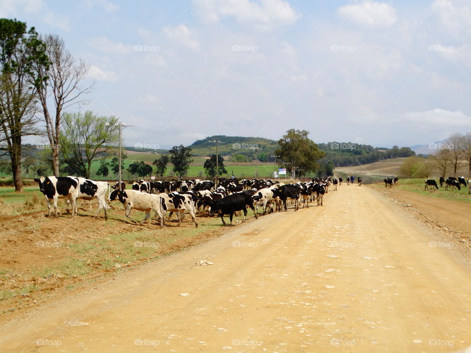 Milk on Legs.
Dairy Cows heading back to the "udder" side of the farm.
Drakensberg
South Africa 