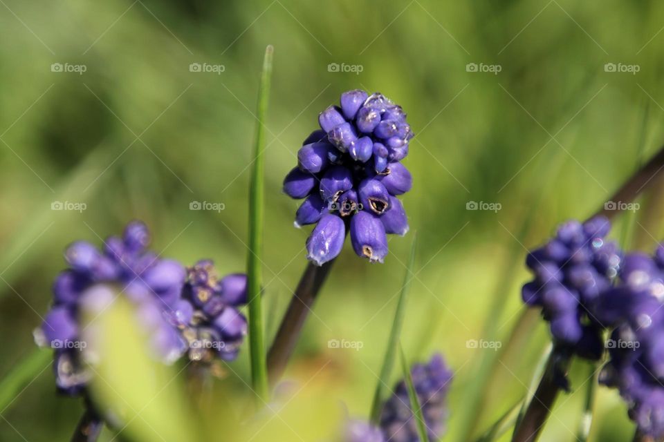 Close up of blue grape hyacinths in the grass 