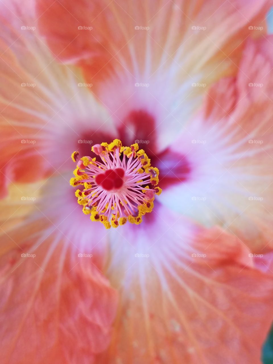 satellite hibiscus