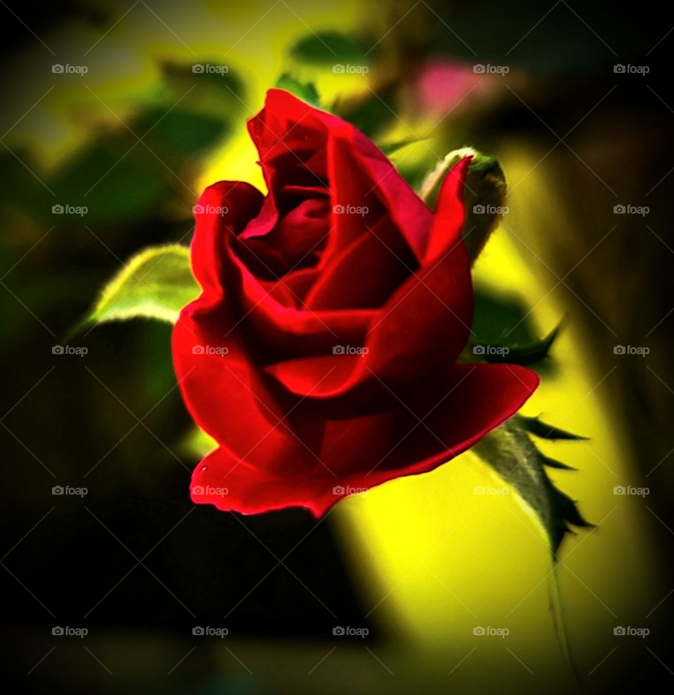 red rose bud