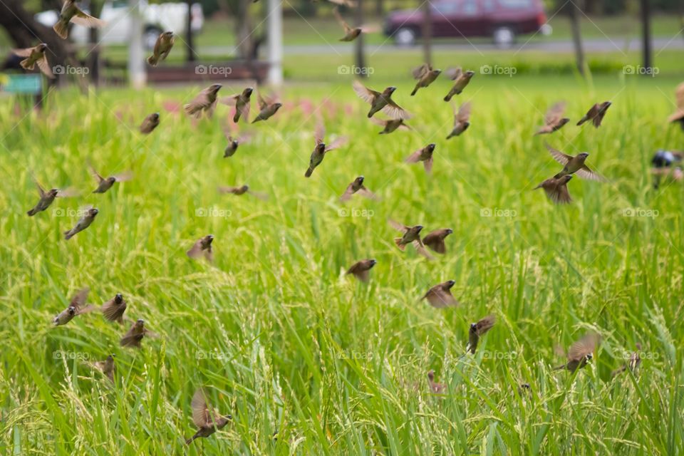 Many birds flying out from rice field 