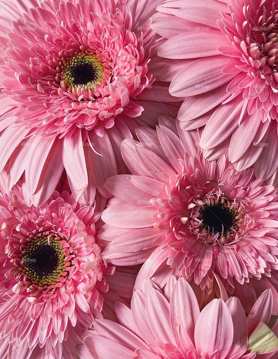 Background of beautiful flowers 