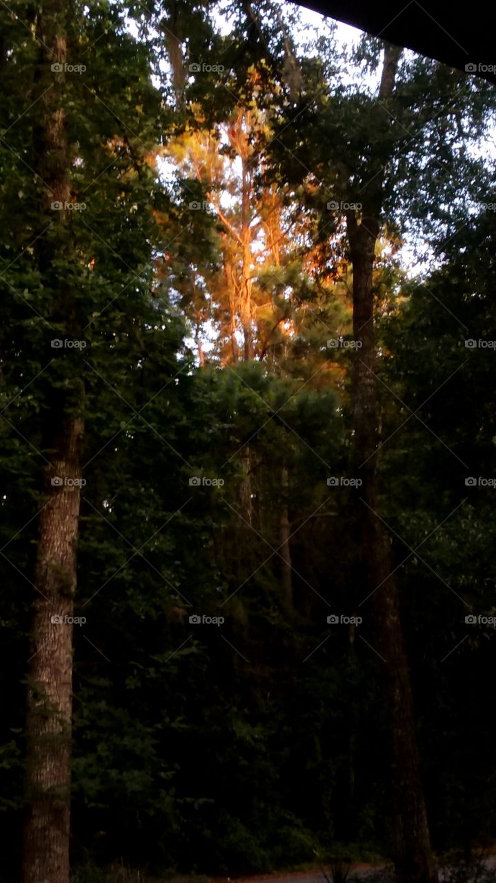 sunsets casting orange and yellow glow on and through the trees in the east