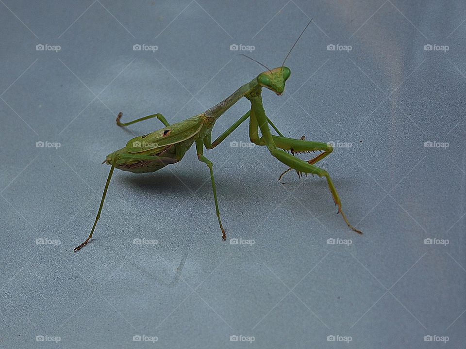 PRAYING MANTIS - Mantises are distributed worldwide in temperate and tropical habitats. They have triangular heads with bulging eyes supported on flexible necks. 