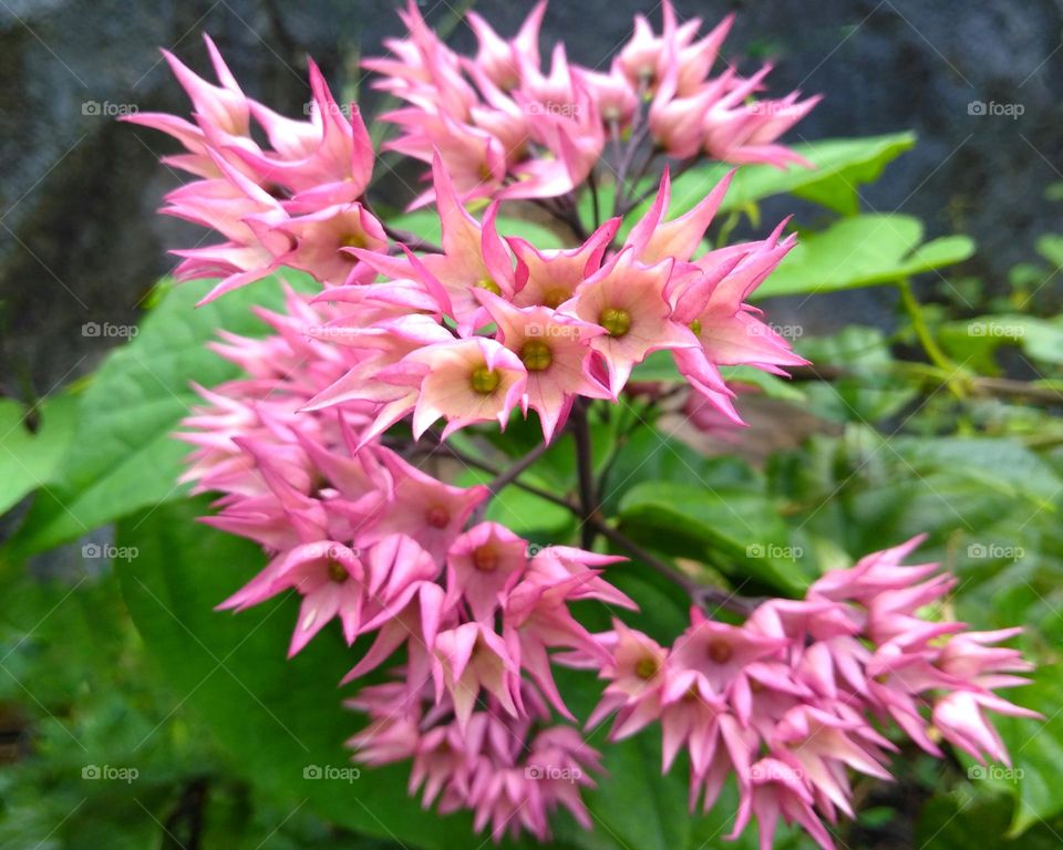 Pink flower on the garden