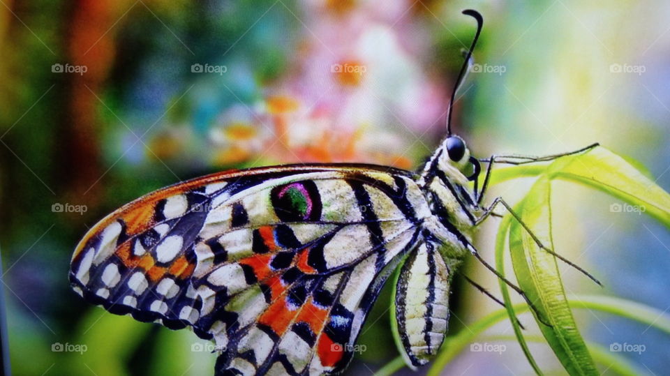 mariposa tricolor