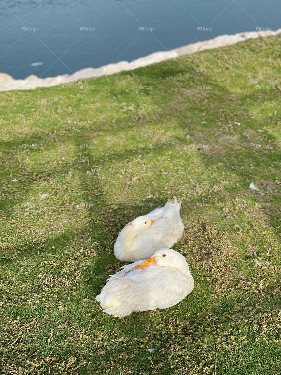 Had a blast shooting some ducks in the in the morning , ducks here who are very cute and beautiful π they are so pretty and white