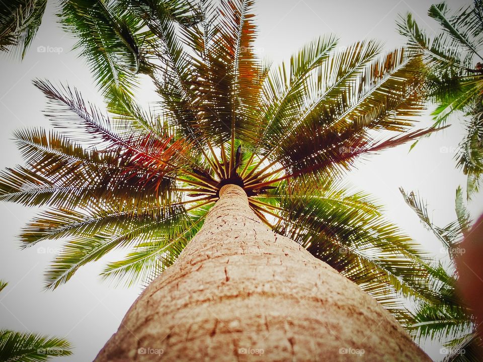 coconut tree ..🌴top view...