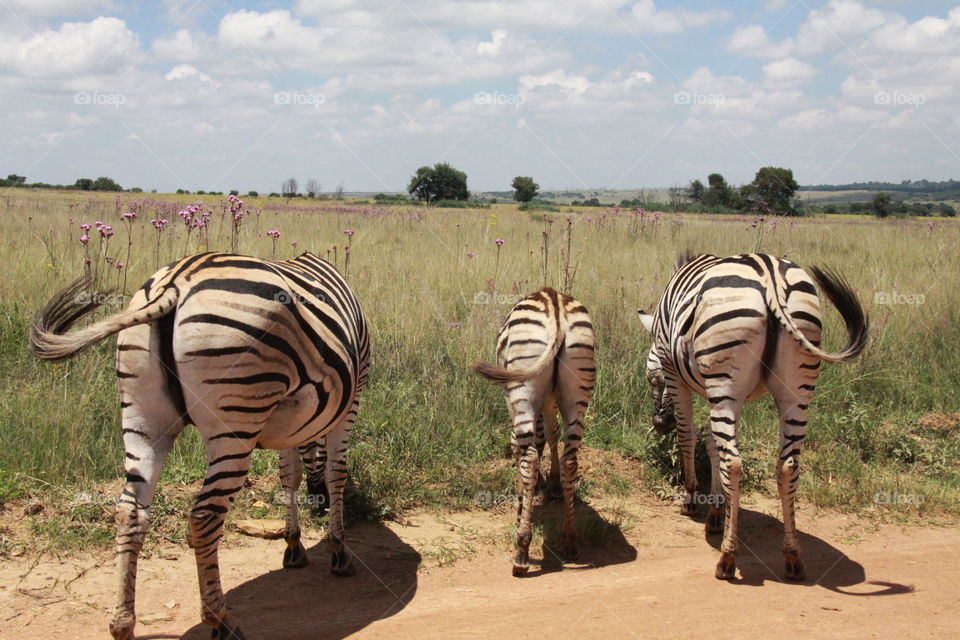 Zebra booty