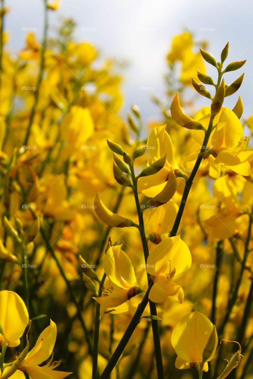 Yellow Ginestra