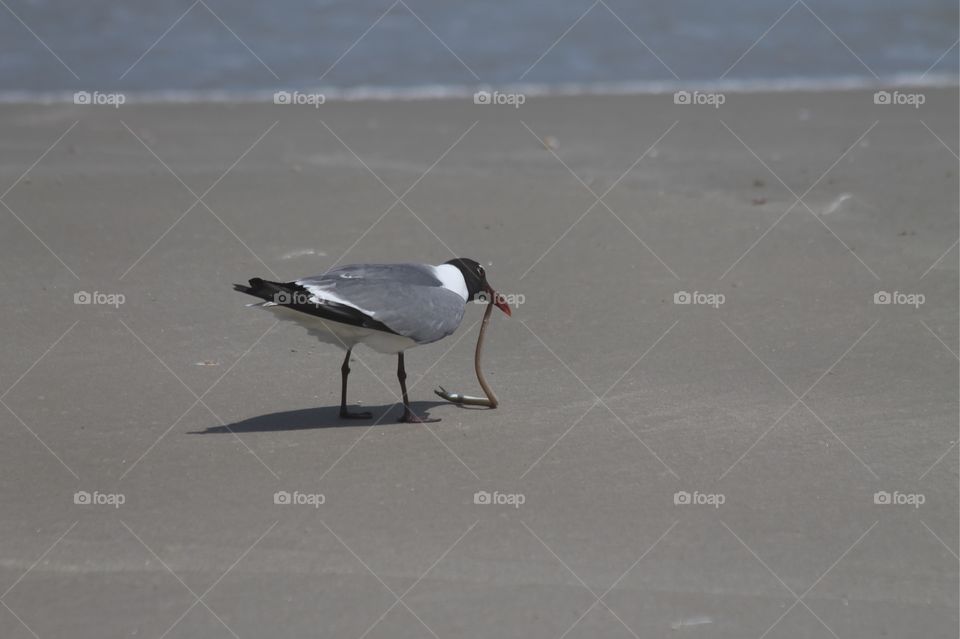 Bird, Water, No Person, Beach, Seagulls